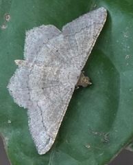Psamatodes abydata