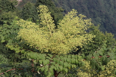 Aralia chinensis