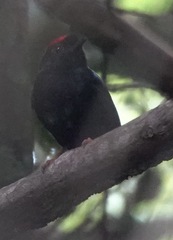 Chiroxiphia pareola