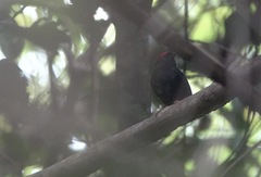 Chiroxiphia pareola