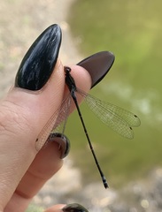 Pseudagrion hamoni