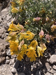 Tropaeolum polyphyllum