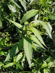 Persicaria lapathifolia