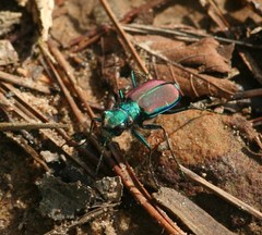 Cicindela splendida