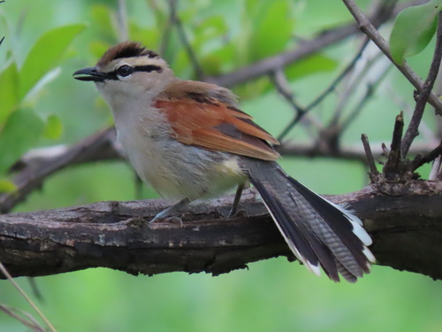 Brown-crowned Tchagra