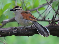 Tchagra australis