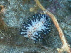 Maritigrella fuscopunctata