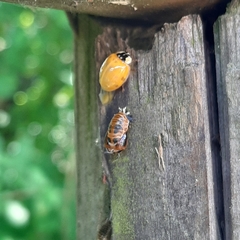 Harmonia axyridis