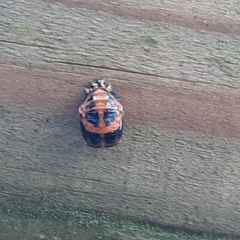 Harmonia axyridis