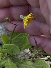 Crepis sancta