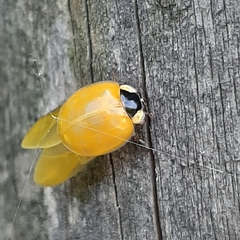 Harmonia axyridis