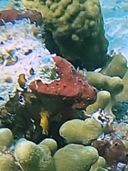 Amphimedon compressa