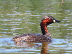 Tachybaptus ruficollis capensis