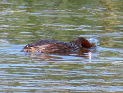 Tachybaptus ruficollis capensis