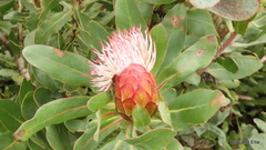 Protea