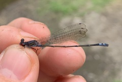 Pseudagrion hamoni