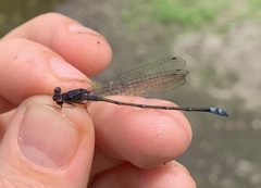 Pseudagrion hamoni