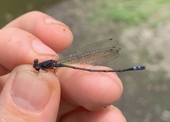 Pseudagrion hamoni