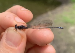 Pseudagrion hamoni