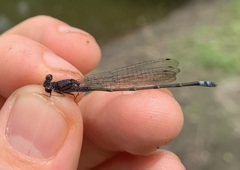 Pseudagrion hamoni