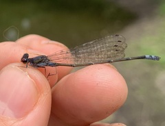 Pseudagrion hamoni