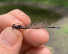 Pseudagrion hamoni