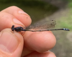 Pseudagrion hamoni