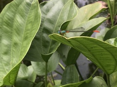 Ceriagrion
