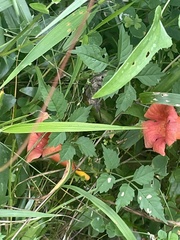 Campsis radicans