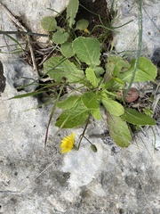 Crepis sancta
