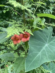 Campsis radicans