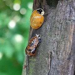 Harmonia axyridis