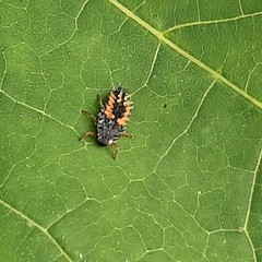 Harmonia axyridis