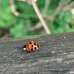 Harmonia axyridis