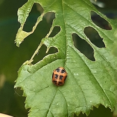 Harmonia axyridis