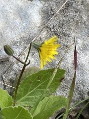 Crepis sancta