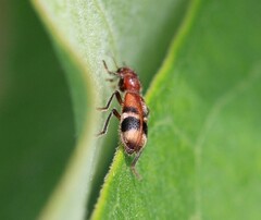 Enoclerus rosmarus