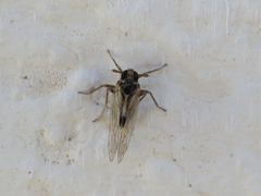 Laodelphax striatella