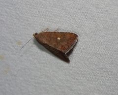 Amyna axis
