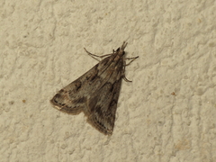 Eudonia angustea