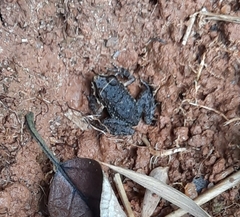 Thoropa miliaris