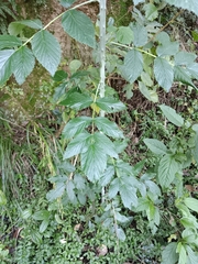 Rubus niveus