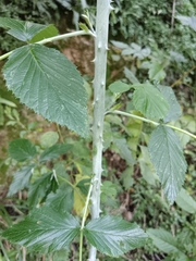 Rubus niveus