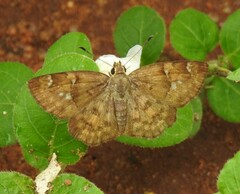 Sarangesa phidyle