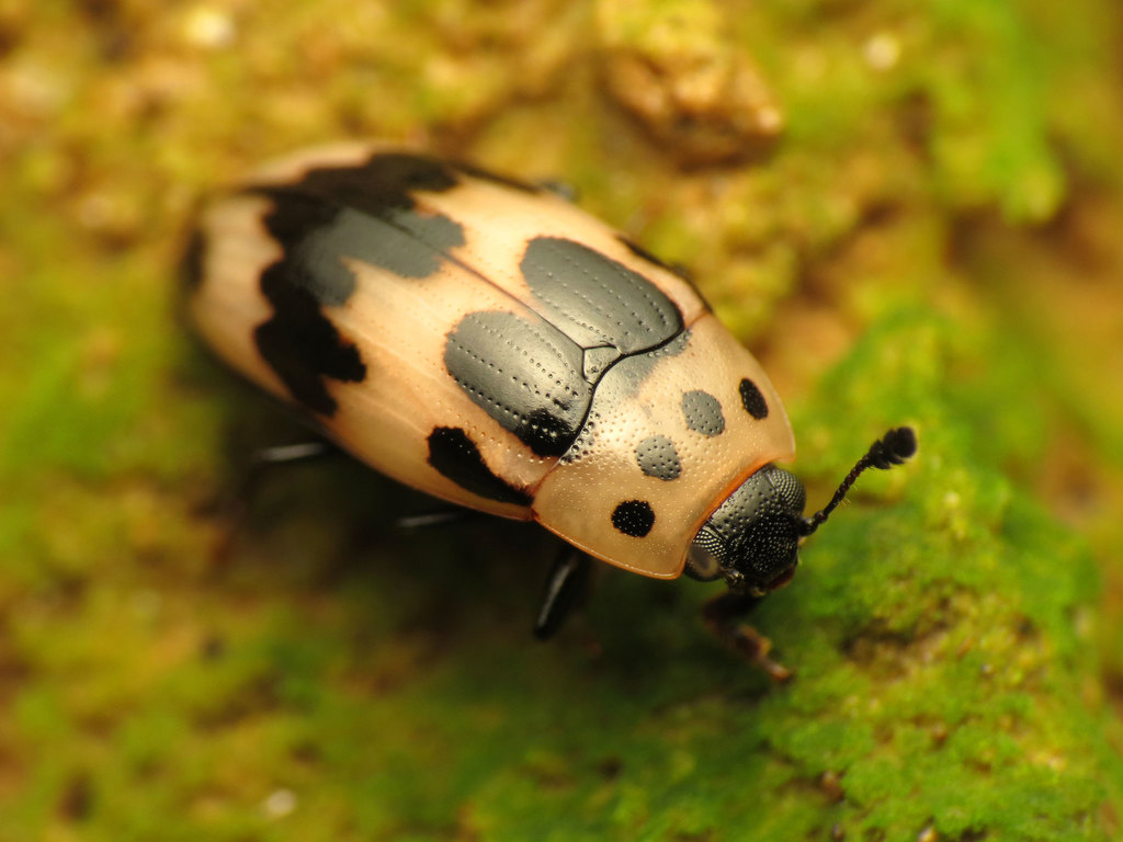 Ischyrus quadripunctatus quadripunctatus