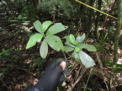 Aspidosperma olivaceum
