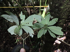Aspidosperma olivaceum