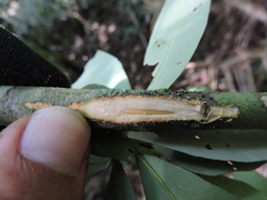 Aspidosperma olivaceum