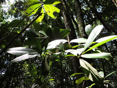 Aspidosperma olivaceum
