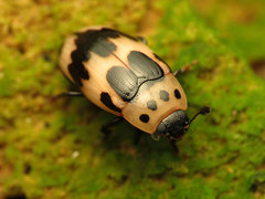 Ischyrus quadripunctatus